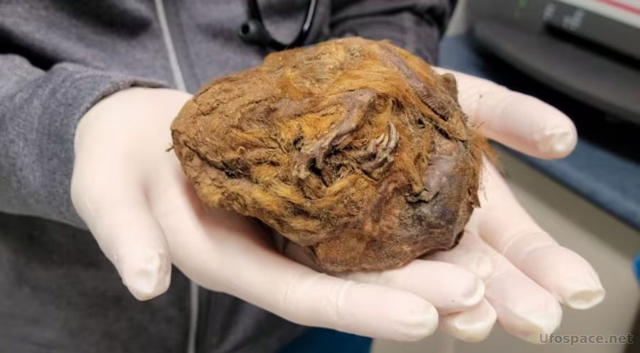 В Клондайке нашли 30-тысячелетнюю мумию суслика