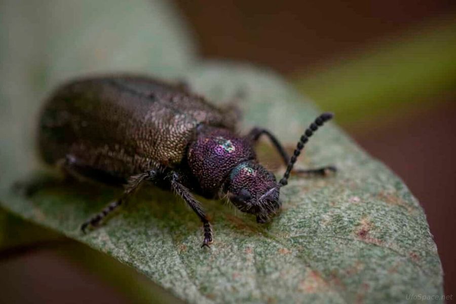 В Европе сократилась численность 60% видов лесных насекомых