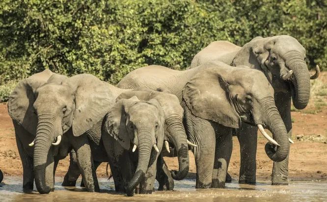 Слоны Южной Африки