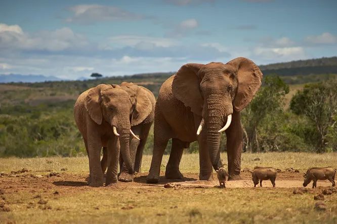 Африканские слоны используют запахи для коммуникации