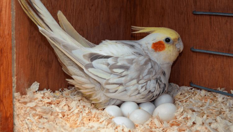 Птицы откладывают больше яиц, чем рептилии