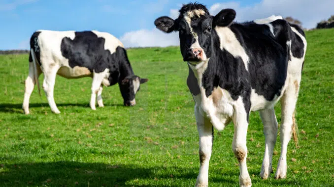 Американский фермер-животновод выступает против вакцин