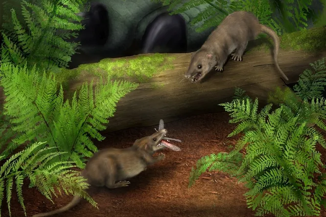 Как млекопитающие пережили динозавров и массовое вымирание