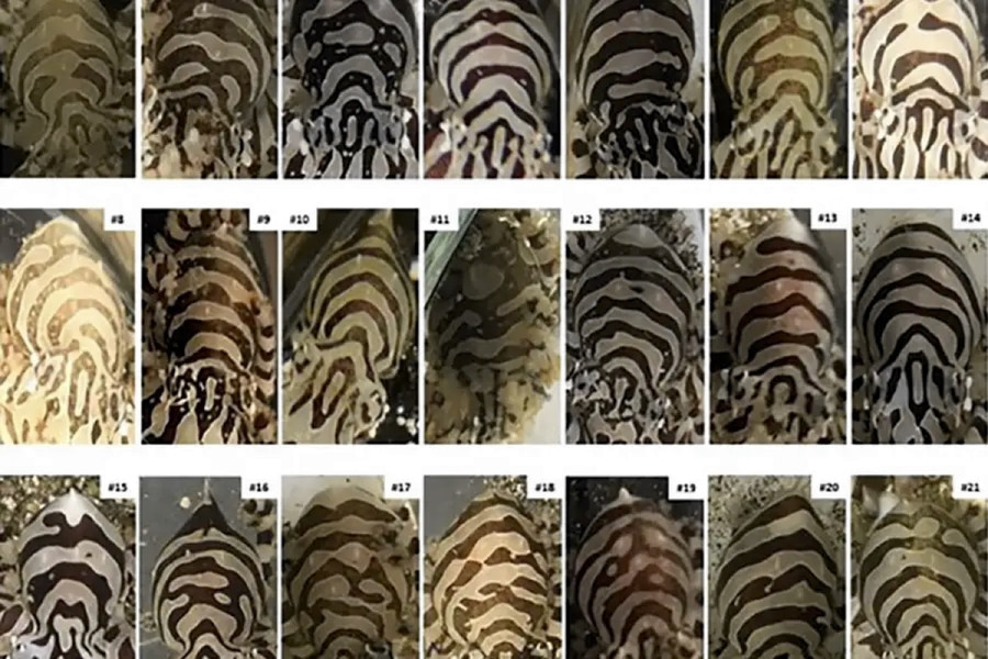 Различия в узоре на коже зебровых осьминогов заметны