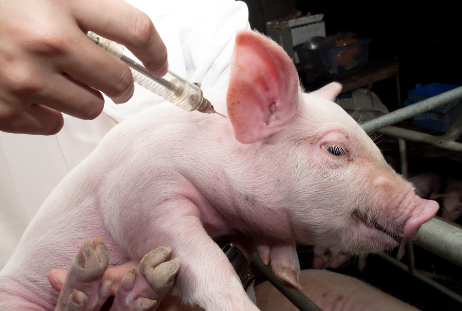 Как давно вы употребляете свинину, прошедшую генную терапию?