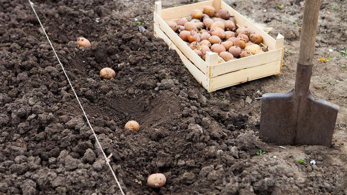 Какие растения и овощи нельзя сажать рядом с картошкой