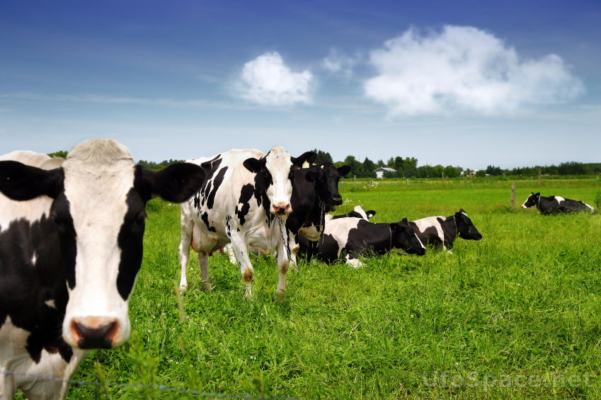 Голландское правительство хочет ограничить количество коров до ДВУХ