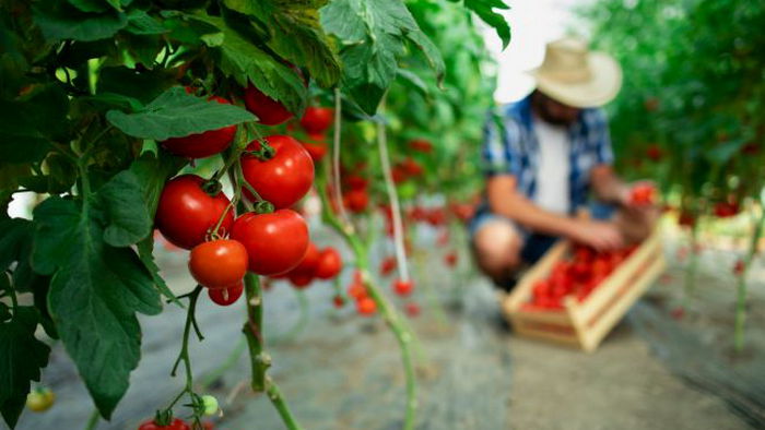 5 ошибок при выращивании помидоров, из-за которых вы рискуете остаться