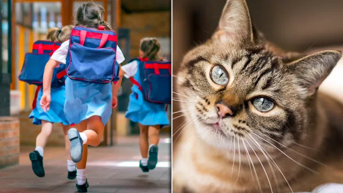 Испуганные британские учителя разрешают детям изображать кошек