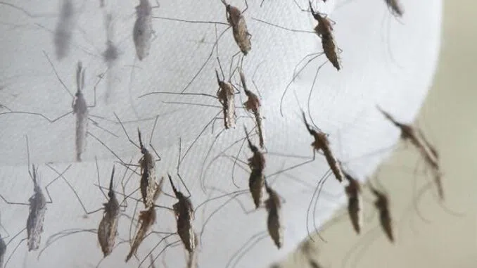 Смертельная малярия обнаружена в США впервые после внедрения ГМ-москит