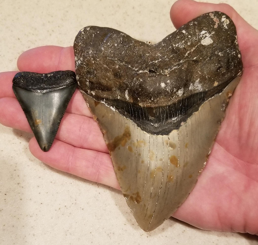 Верхний зуб мегалодона (справа) карликовее зуба белой акулы.
