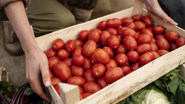 Как правильно собирать и хранить урожай помидоров