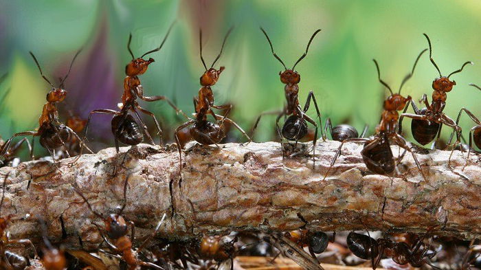 Как отпугнуть муравьев: очень простое и дешевое средство
