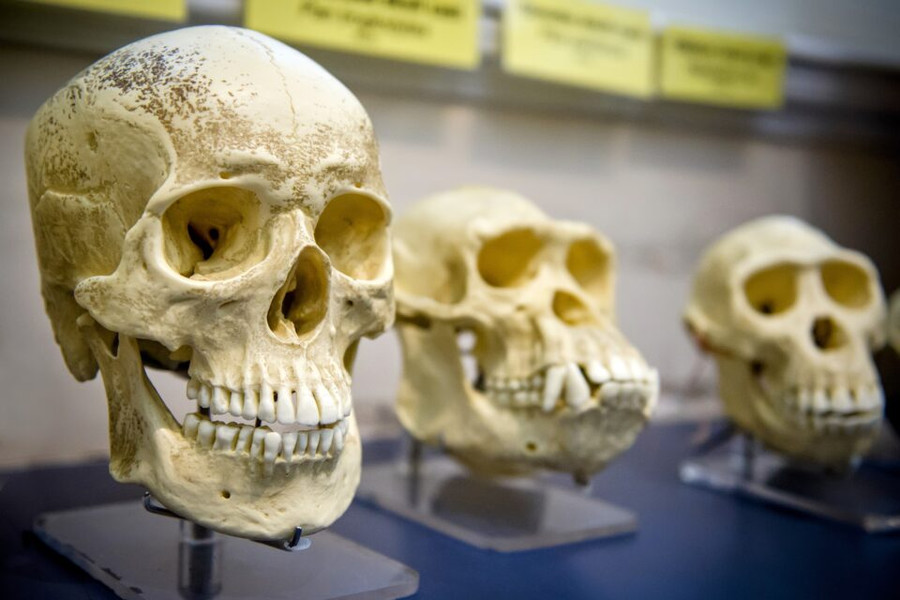 Найденные в Китае окаменелости принадлежат ранее неизвестному предку ч