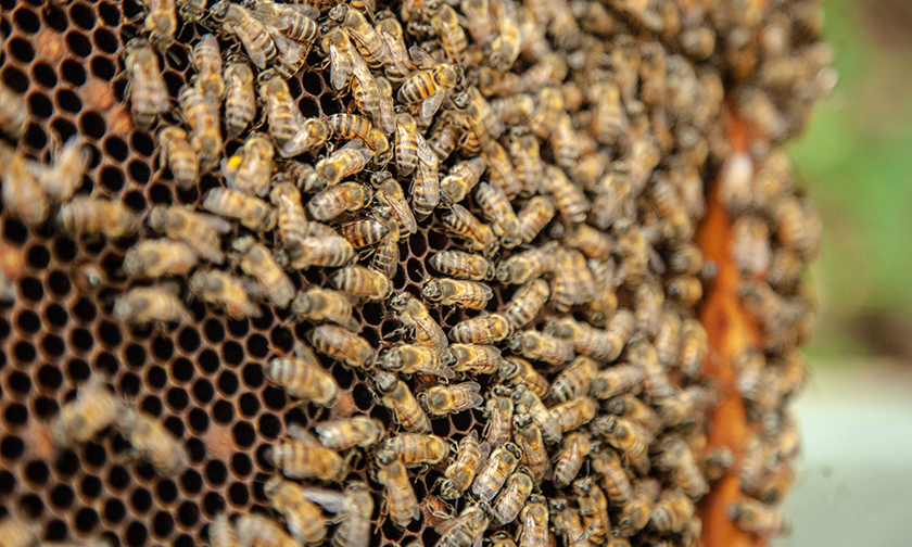 Пчелы гибнут, и люди могут остаться без лекарств. Чем еще это грозит?