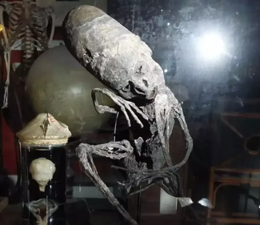 Мумия в бельгийском музее похожа на мумии мексиканских пришельцев