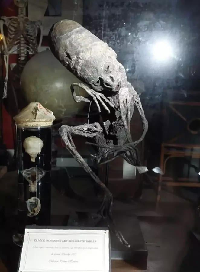 Мумия в бельгийском музее похожа на мумии мексиканских пришельцев