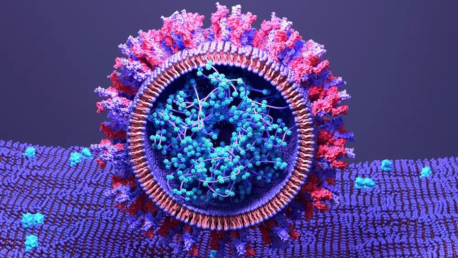 Изображение белка-шипа SARS-CoV-2, связывающегося с рецепторами ACE2