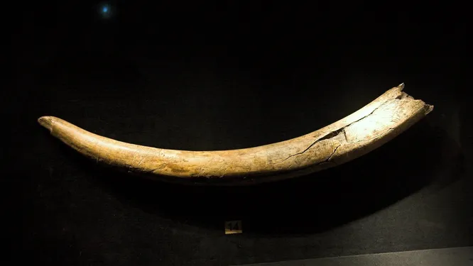 История эпического путешествия: 14 000-летний бивень