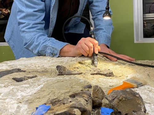 Необычный скелет хищного ящера найден на Миле Юрского периода