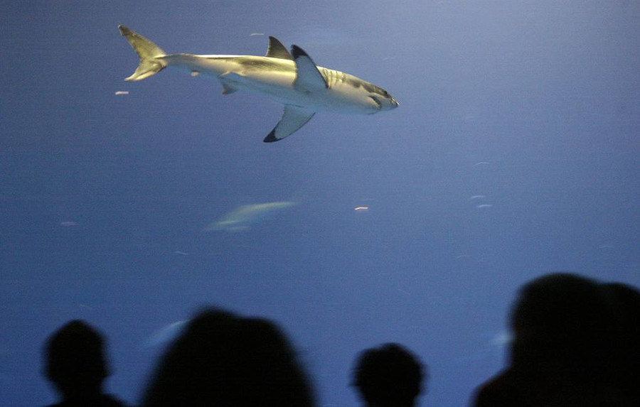 Палеонтологи усомнились в схожести белых акул и доисторических акул