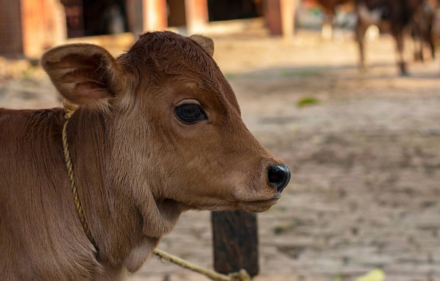 В Китае успешно клонировали бычков исчезающих пород