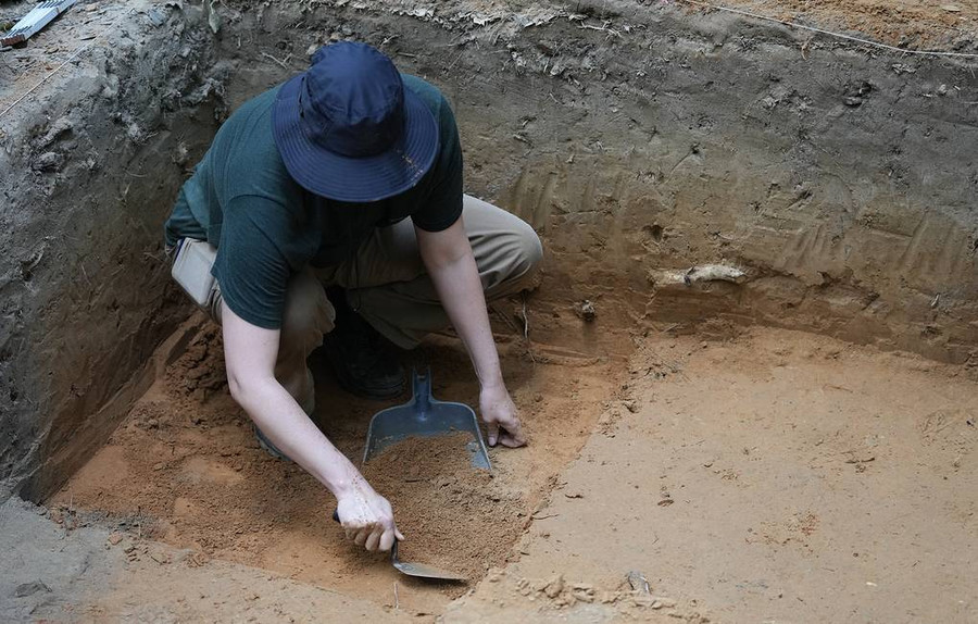 Палеонтологи впервые обнаружили отпечаток кроны дерева каменноугольног