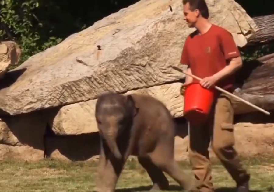 Мать слона попала в беду и просит помощи у смотрителей зоопарка
