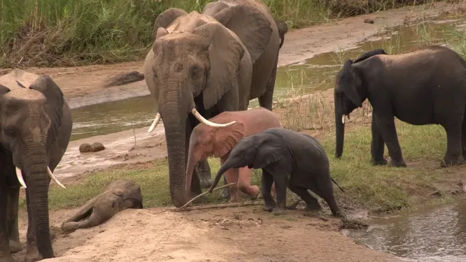 В южноафриканском парке замечен крайне редкий розовый слоненок