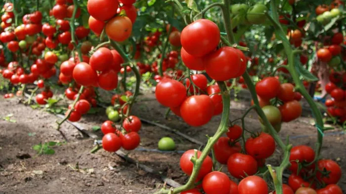 10 растений, которые нельзя сажать рядом с помидорами