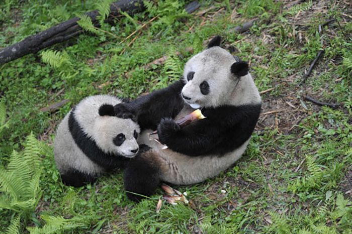 Ученые объяснили нежелание панд размножаться
