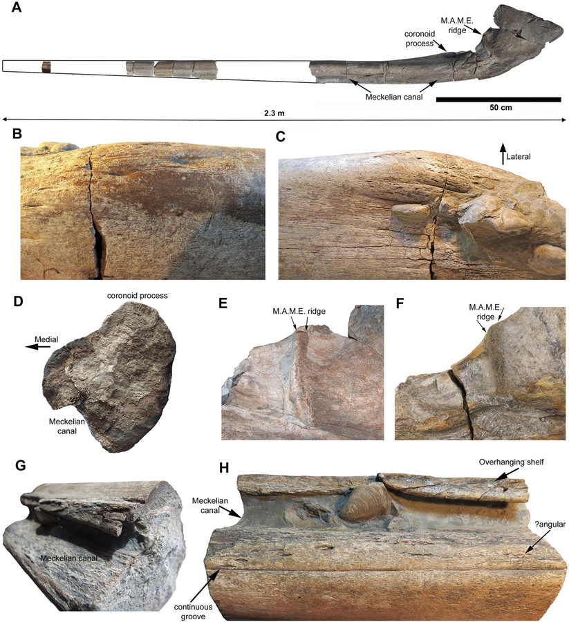 Недавно найденные фрагменты челюсти Ichthyotitan severnensis