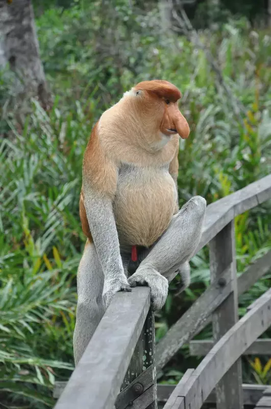 Странные животные с большими носами: ученые разгадали тайну природы, почему обезьяны-носачи так выглядят