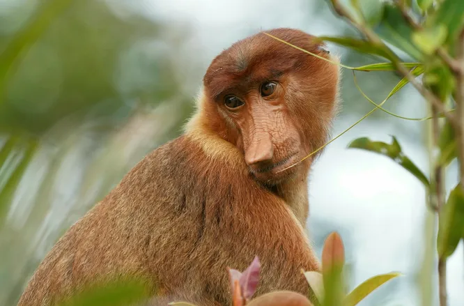 Странные животные с большими носами: ученые разгадали тайну природы, почему обезьяны-носачи так выглядят
