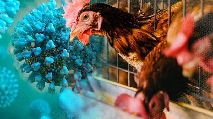 ВЭФ официально объявил птичий грипп ‘международной пандемией’
