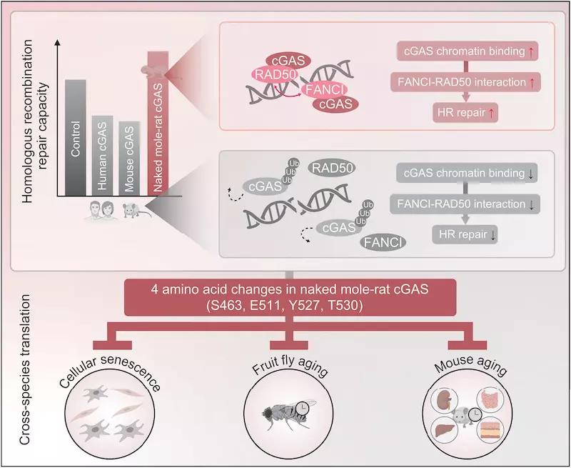 Структура фермента cGAS у голых землекопов