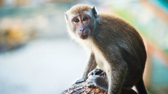 Ученые успешно обратили вспять процесс старения у обезьян с помощью «супер» стволовых клеток