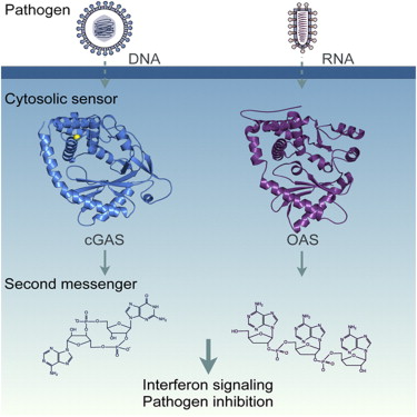 Структура фермента cGAS