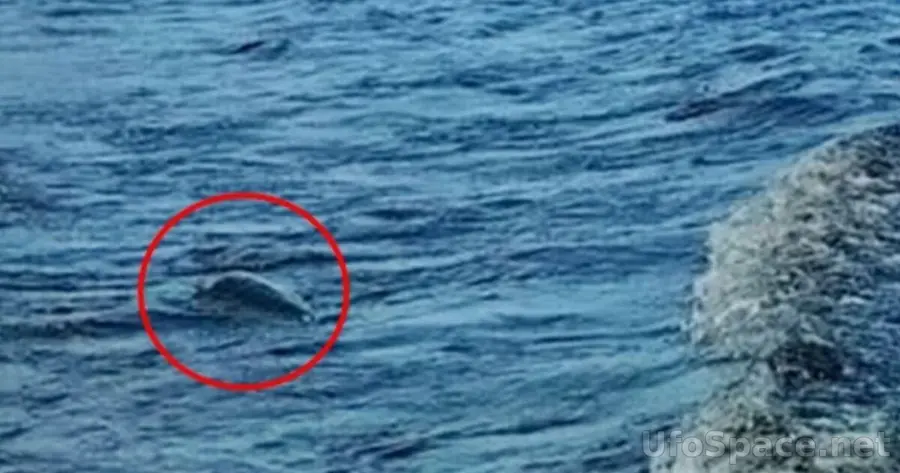 Несси поймана Королевским флотом: тайна Лох-Несса раскрыта 19 Несси поймана Королевским флотом: тайна Лох-Несса раскрыта