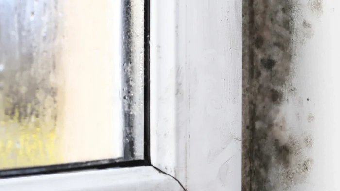 Плесень в ванной: почему отбеливатель не работает и что лучше Плесень в ванной: почему отбеливатель не работает и что лучше