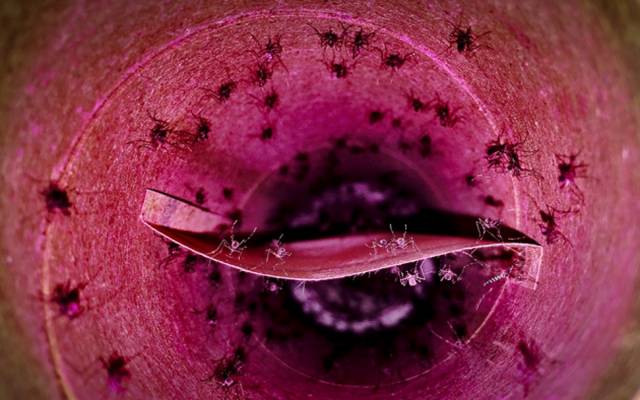 Ученые США хотят использовать против комаров бактериологическое оружие