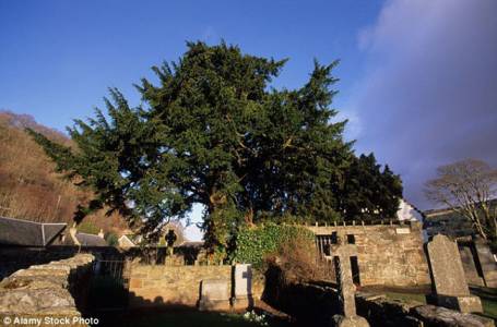 5000 летнее старое дерево в Шотландии меняет пол