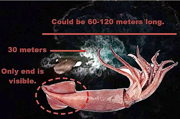 Если только видимая часть кальмара - порядка 30 метров