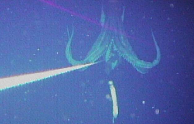 Гигантского кальмара (примерно 8-метрового) удалось сфотографировать