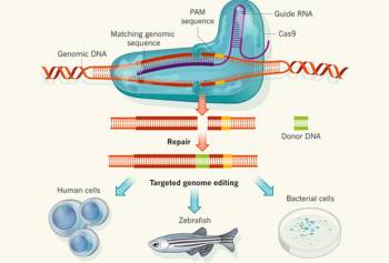 Схема редактирования ДНК с помощью CRISPR Изображение: Nature