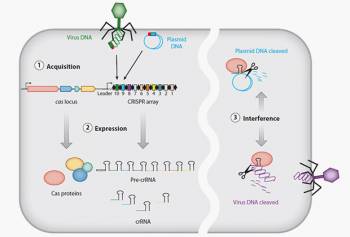 Схема работы кассеты CRISPR в защите бактерии от вирусов