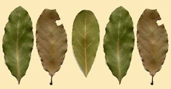 лавровый лист, лист, листья, сухие листья