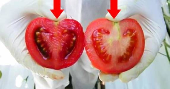 ГМО, натуральные помидоры, помидоры, яд