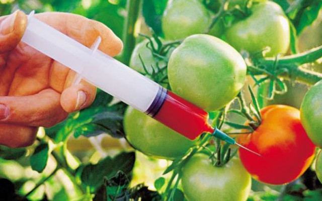 ГМО – правда и мифы