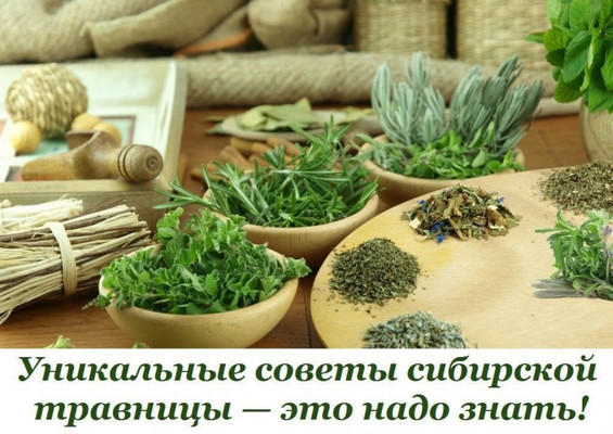 Советы сибирской травницы Л.Н. Суриной